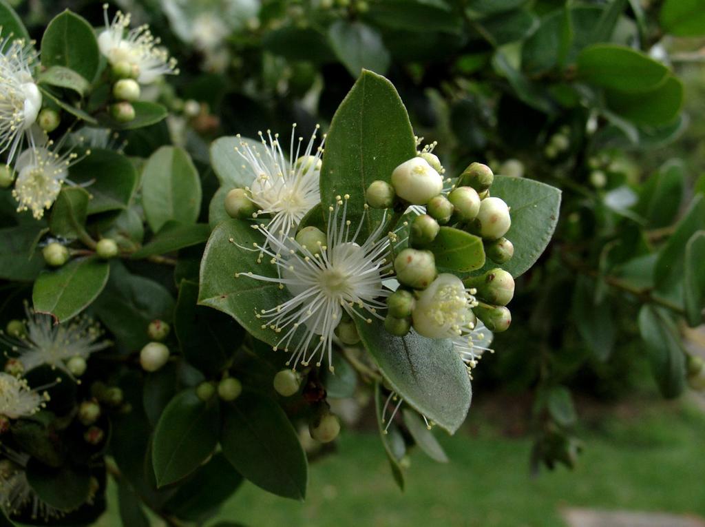 Arrayán Común - Vista principal